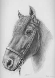 horse portrait in pencil